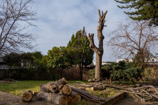 Trees Removal Services Melbourne